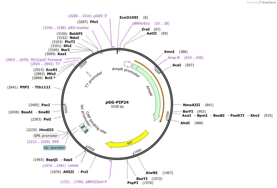 196762-plasmid-map-sequence-id-394772