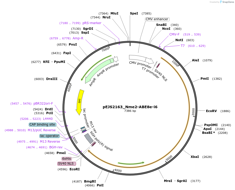 201516-plasmid-map-sequence-id-394775