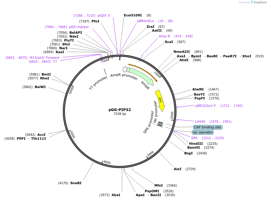 196770-plasmid-map-sequence-id-394800