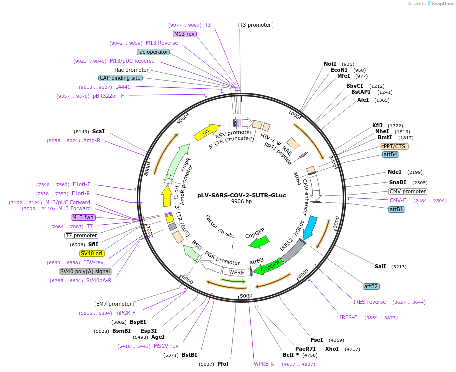 199592-plasmid-map-sequence-id-394814