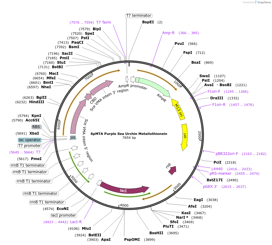 200292-plasmid-map-sequence-id-394816