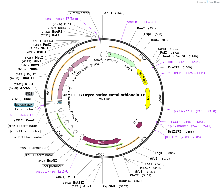 200295-plasmid-map-sequence-id-394827