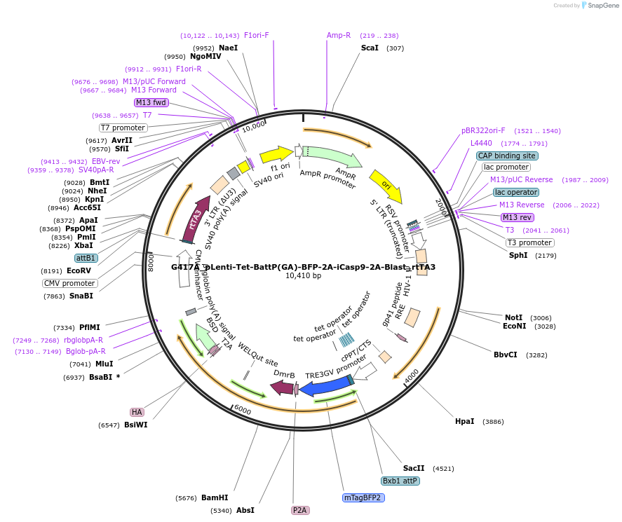 200631-plasmid-map-sequence-id-394835