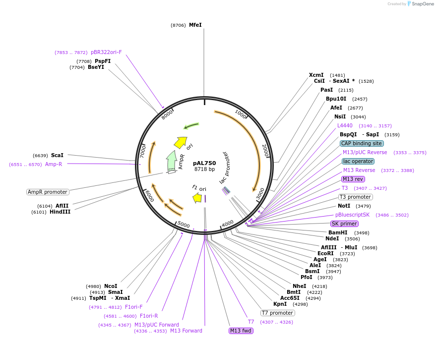 200988-plasmid-map-sequence-id-394837