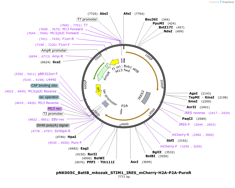 200639-plasmid-map-sequence-id-394840