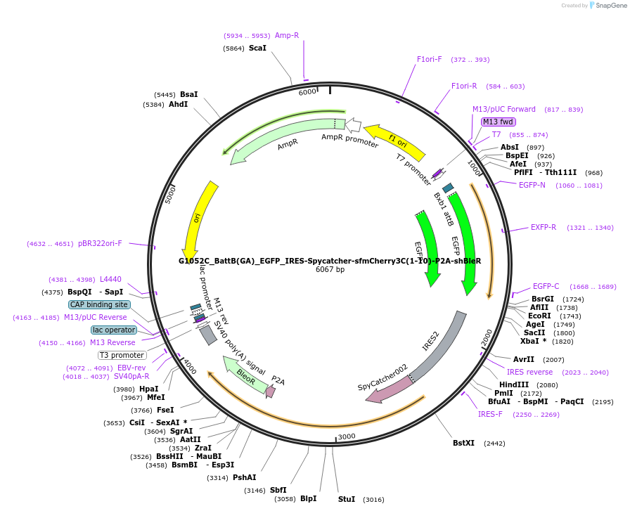 200636-plasmid-map-sequence-id-394841