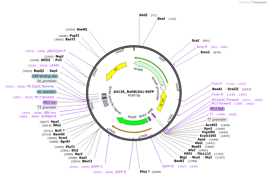 200632-plasmid-map-sequence-id-394844
