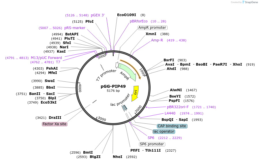 196787-plasmid-map-sequence-id-394848