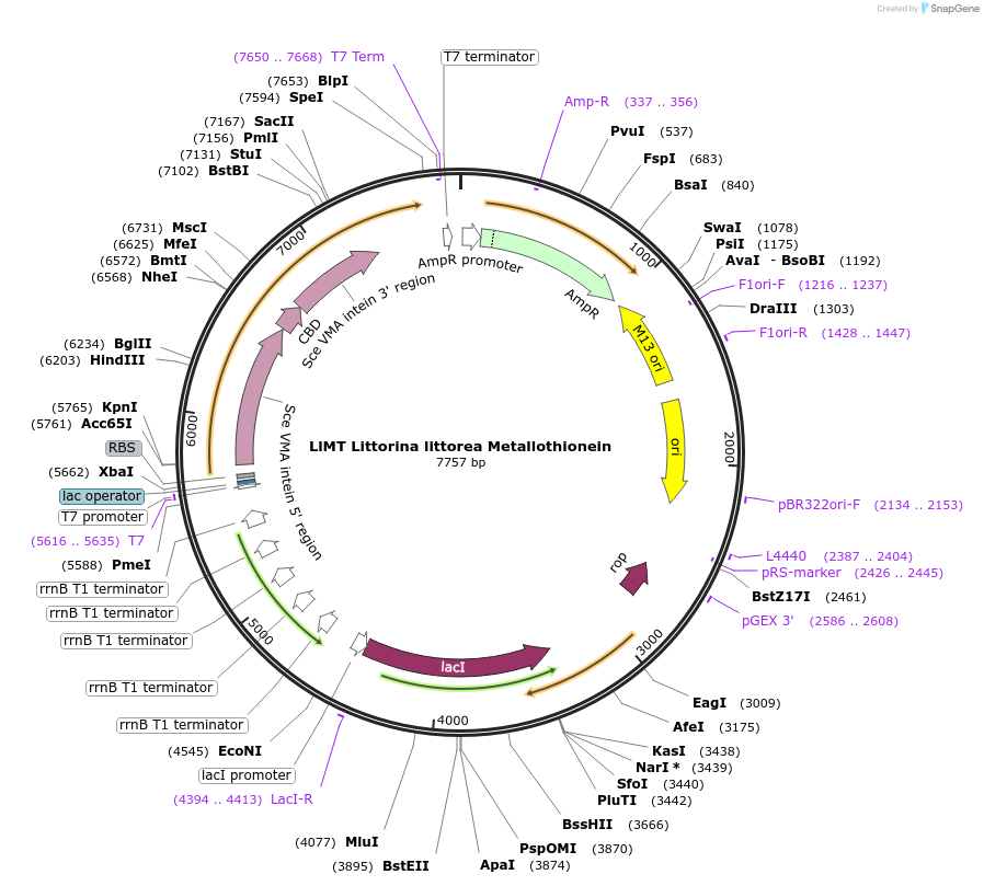 200291-plasmid-map-sequence-id-394852