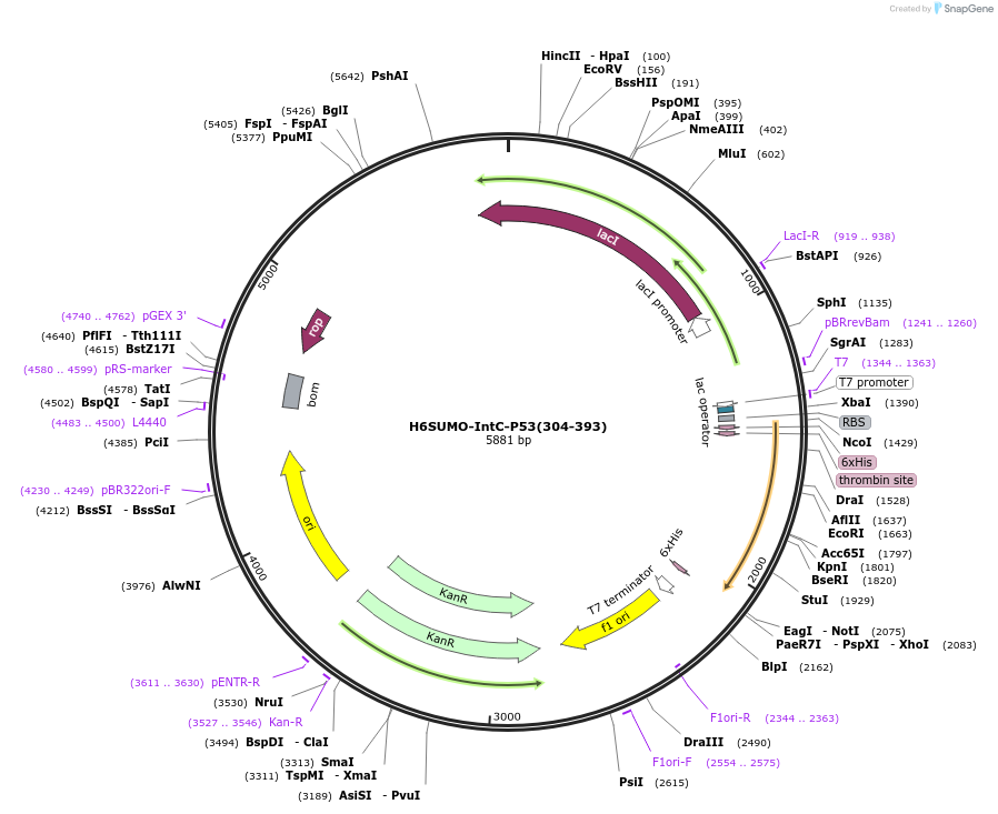 200316-plasmid-map-sequence-id-394854