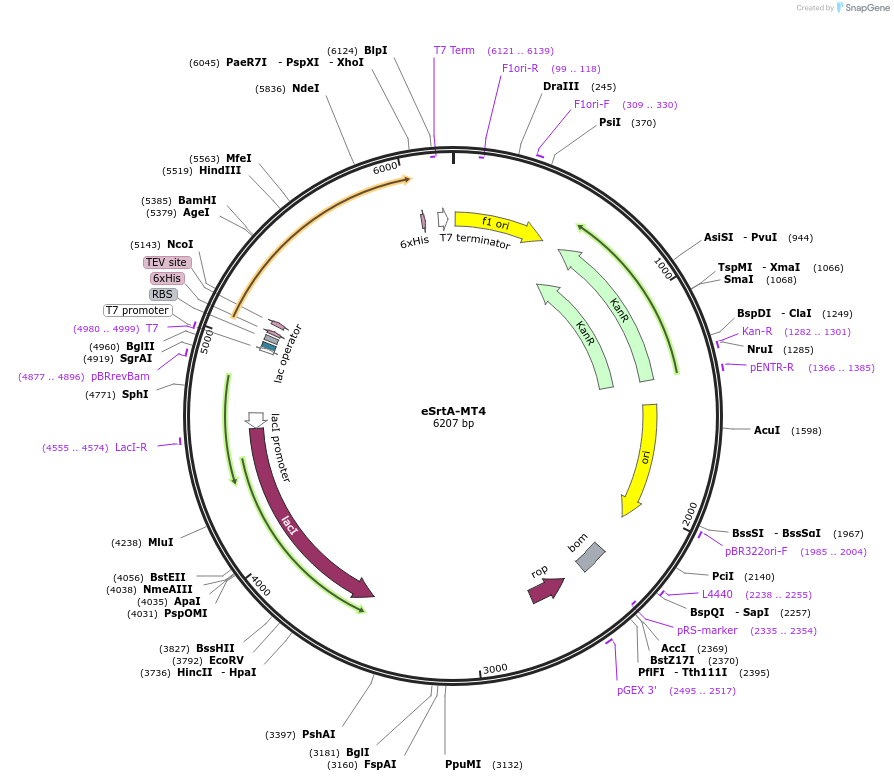 200306-plasmid-map-sequence-id-394863