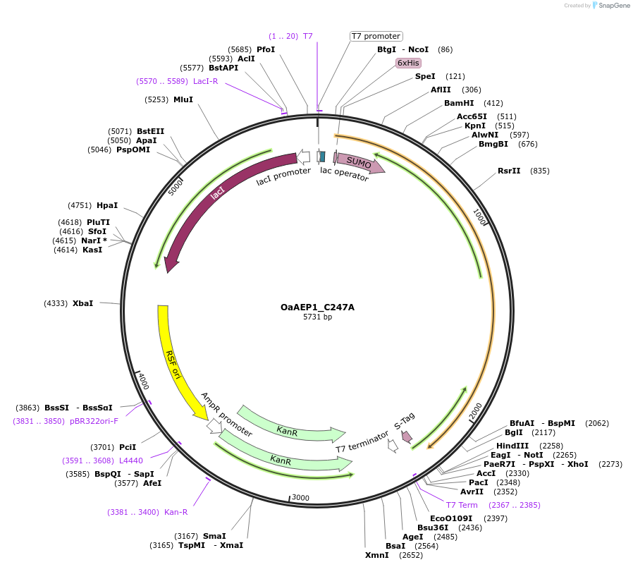 200307-plasmid-map-sequence-id-394865