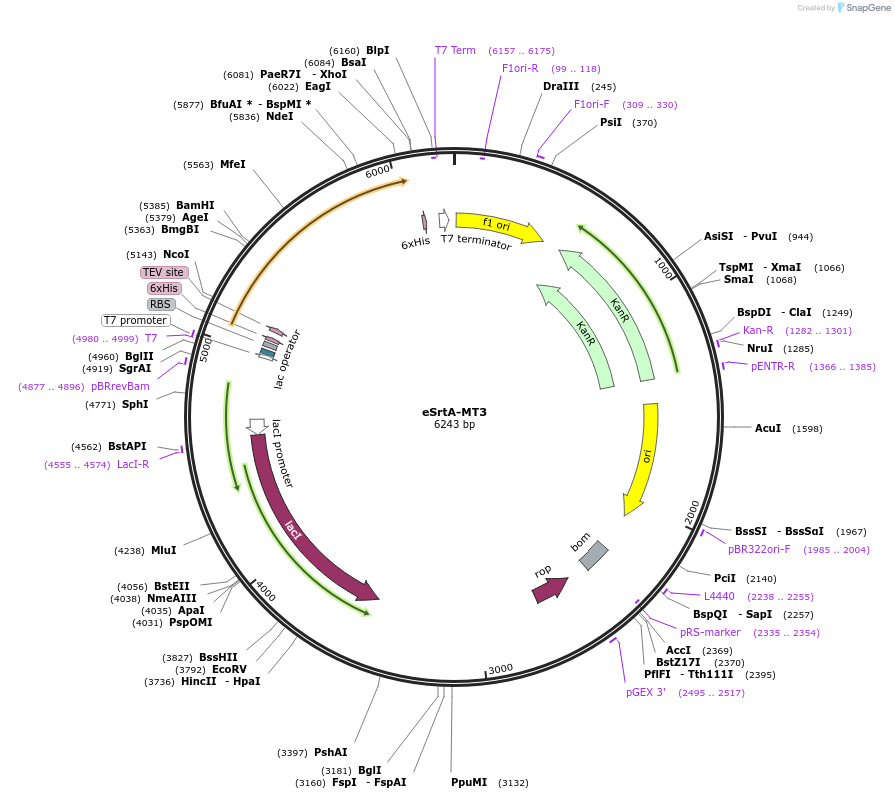 200305-plasmid-map-sequence-id-394866
