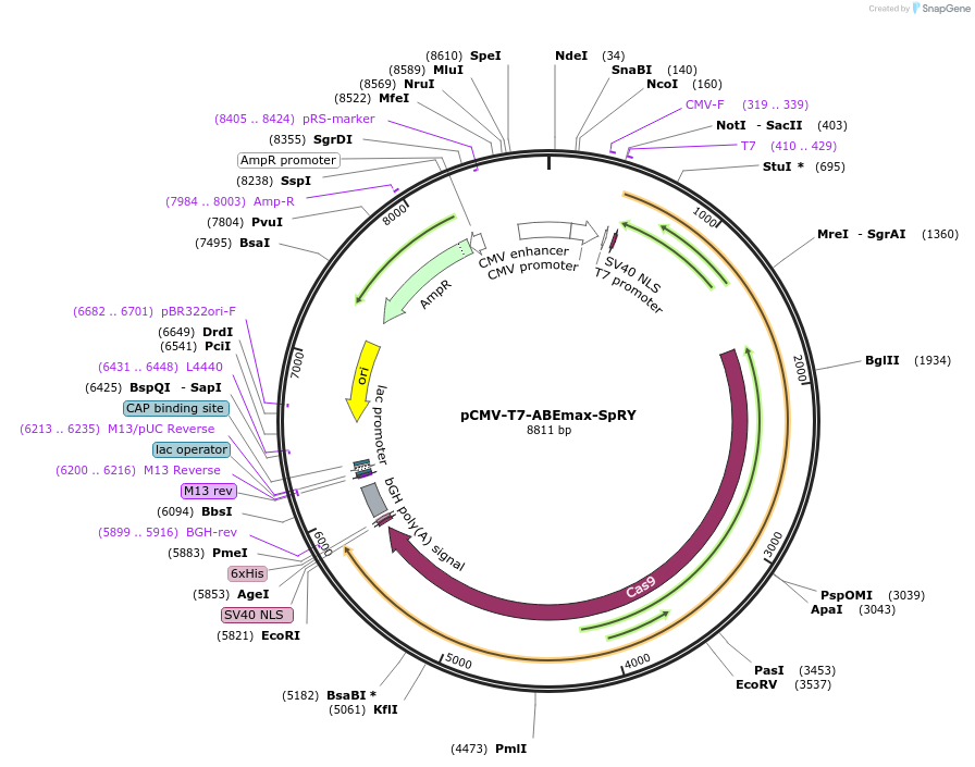 195279-plasmid-map-sequence-id-394869
