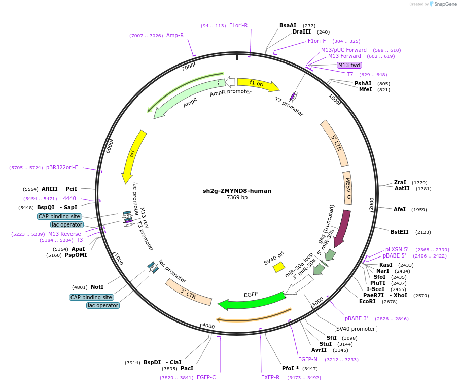 201406-plasmid-map-sequence-id-394876