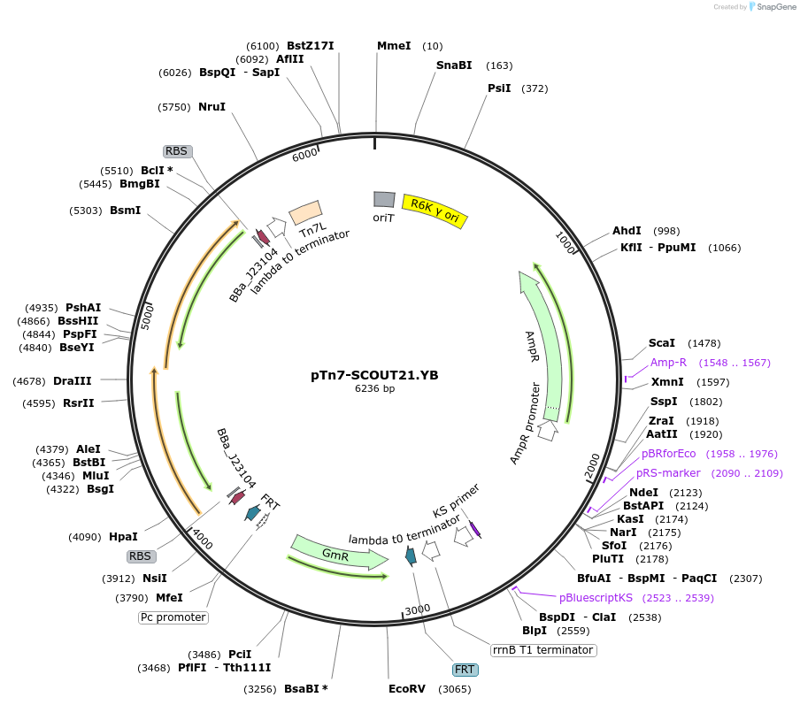 201008-plasmid-map-sequence-id-394879
