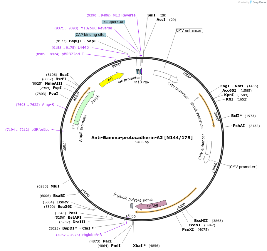 199398-plasmid-map-sequence-id-394881