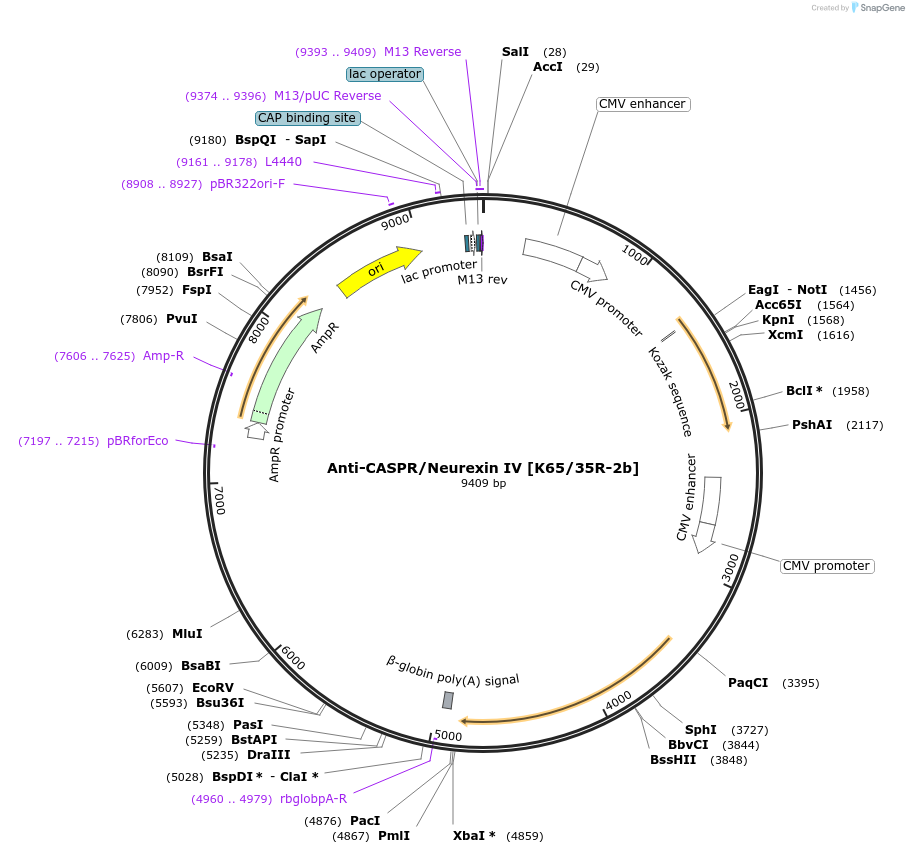 199403-plasmid-map-sequence-id-394889