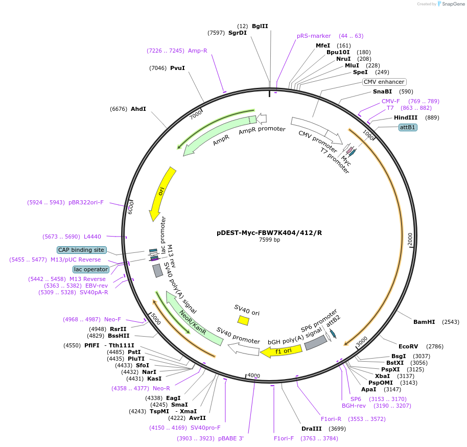 200716-plasmid-map-sequence-id-394895