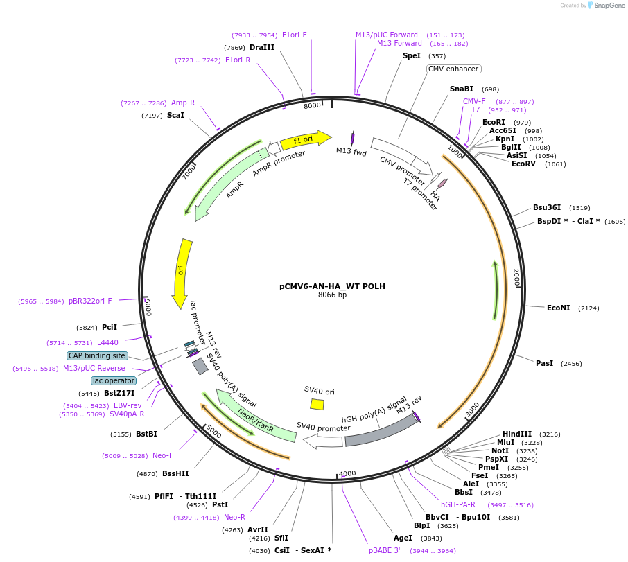 201671-plasmid-map-sequence-id-394899