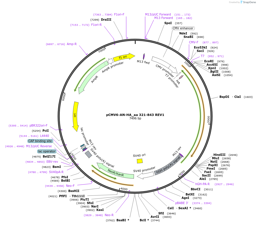 201587-plasmid-map-sequence-id-394901