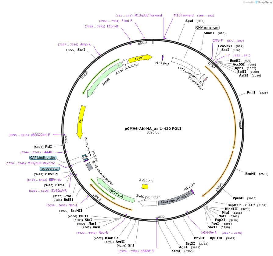 201582-plasmid-map-sequence-id-394904