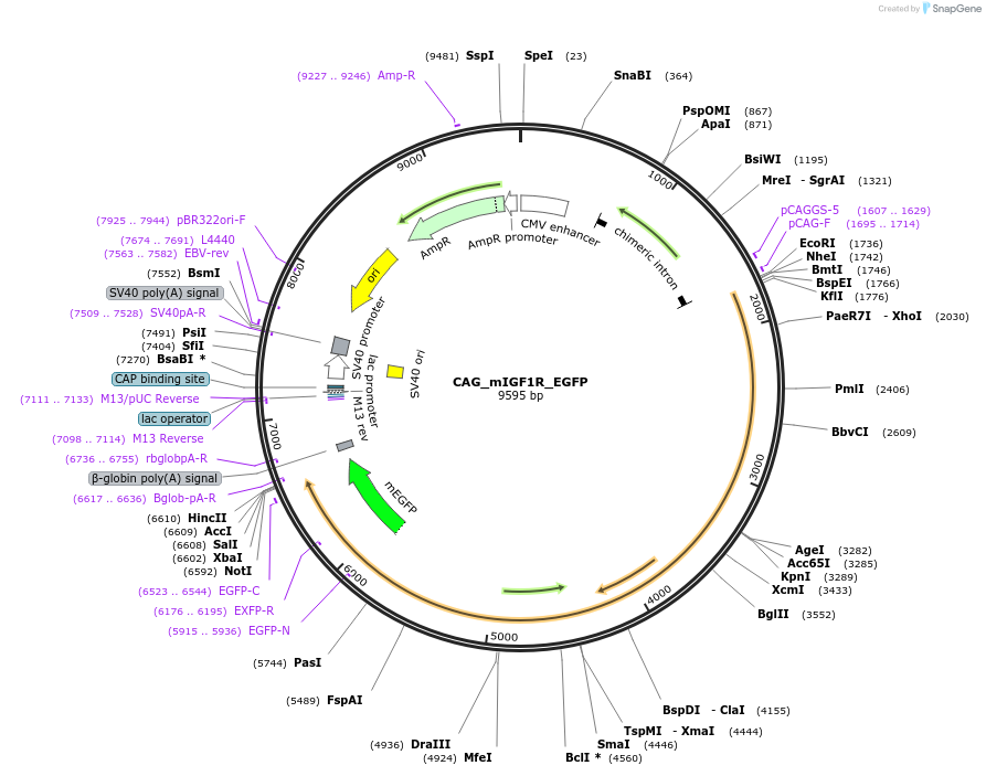 199629-plasmid-map-sequence-id-394908