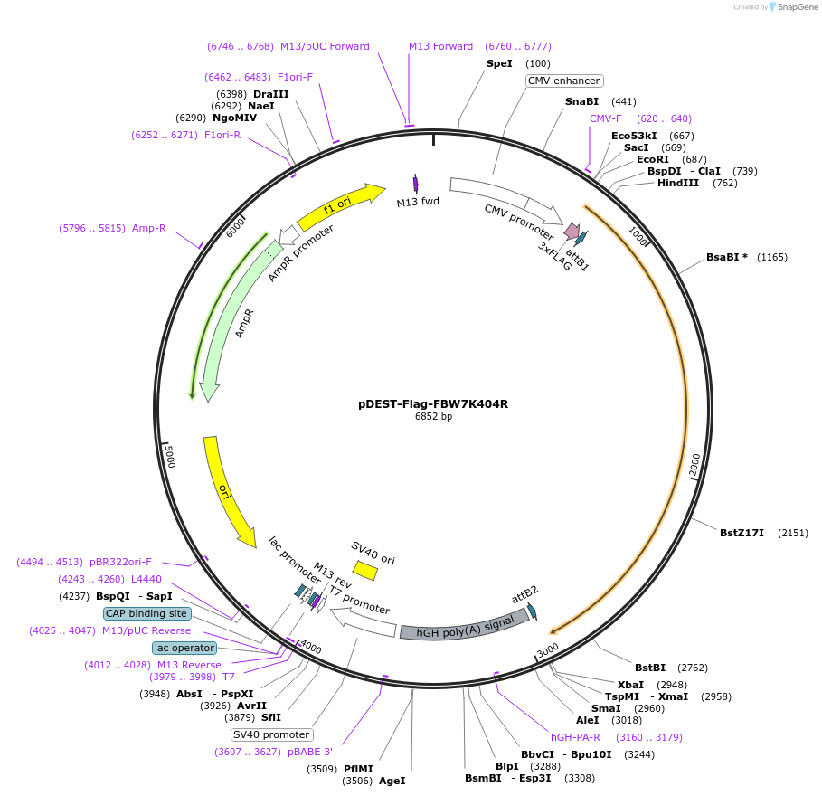 200717-plasmid-map-sequence-id-394909
