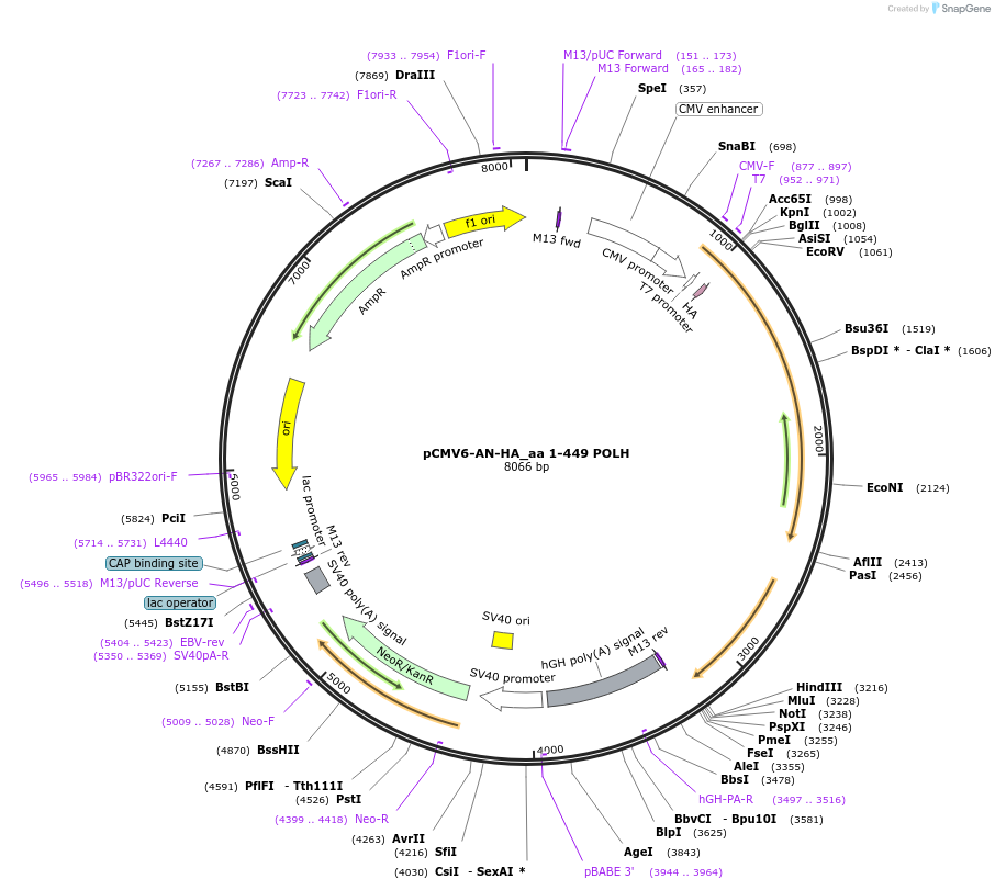 201583-plasmid-map-sequence-id-394911