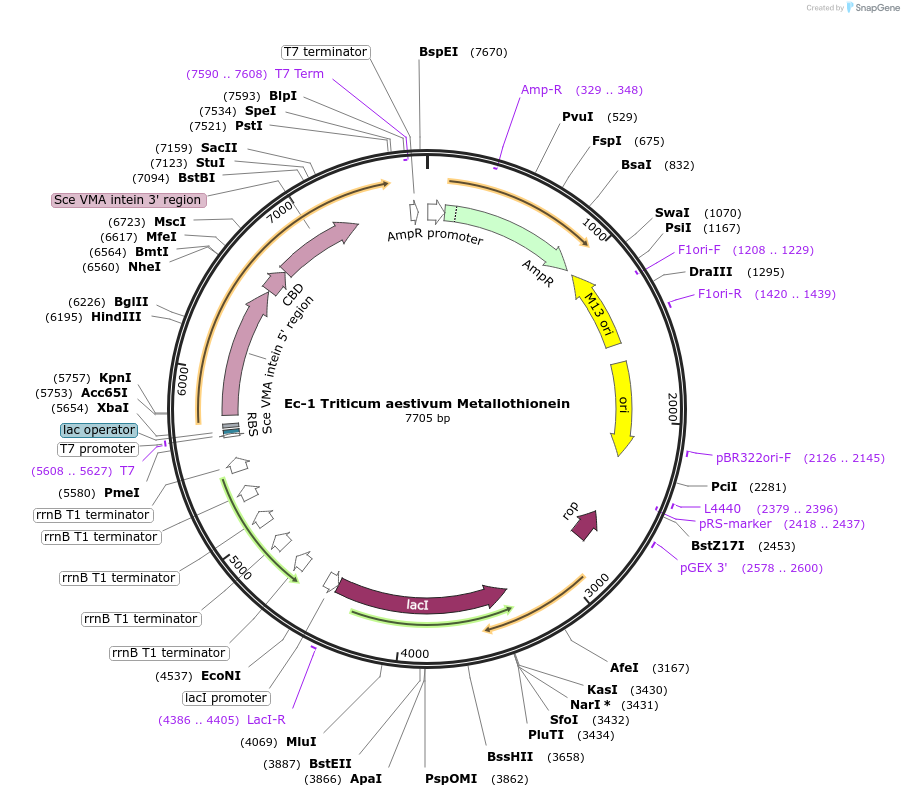 200296-plasmid-map-sequence-id-394912