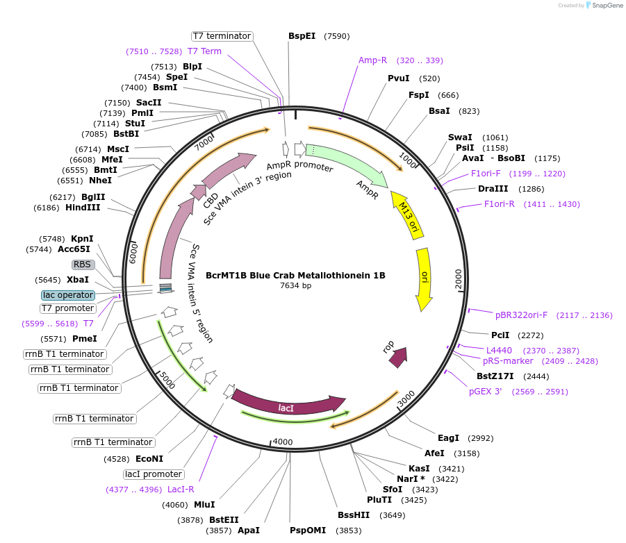 200290-plasmid-map-sequence-id-394917