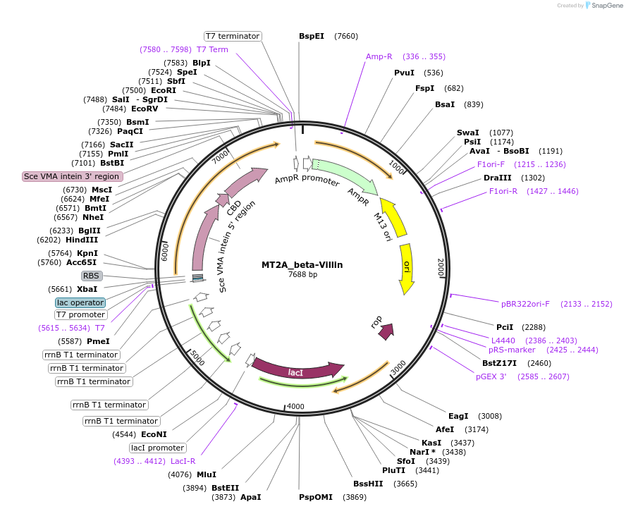200301-plasmid-map-sequence-id-394918