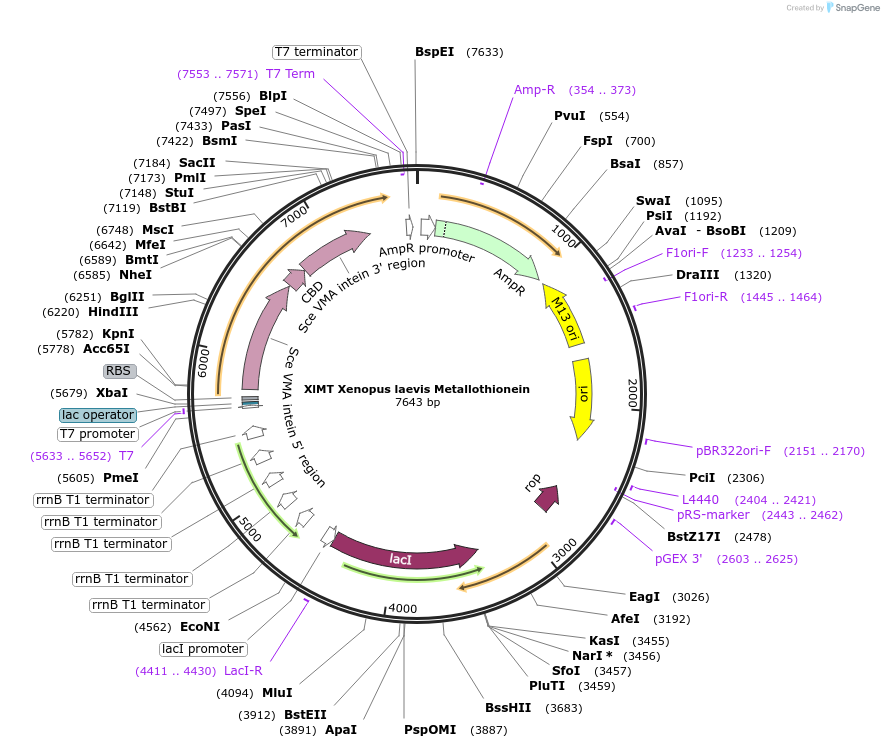 200293-plasmid-map-sequence-id-394923