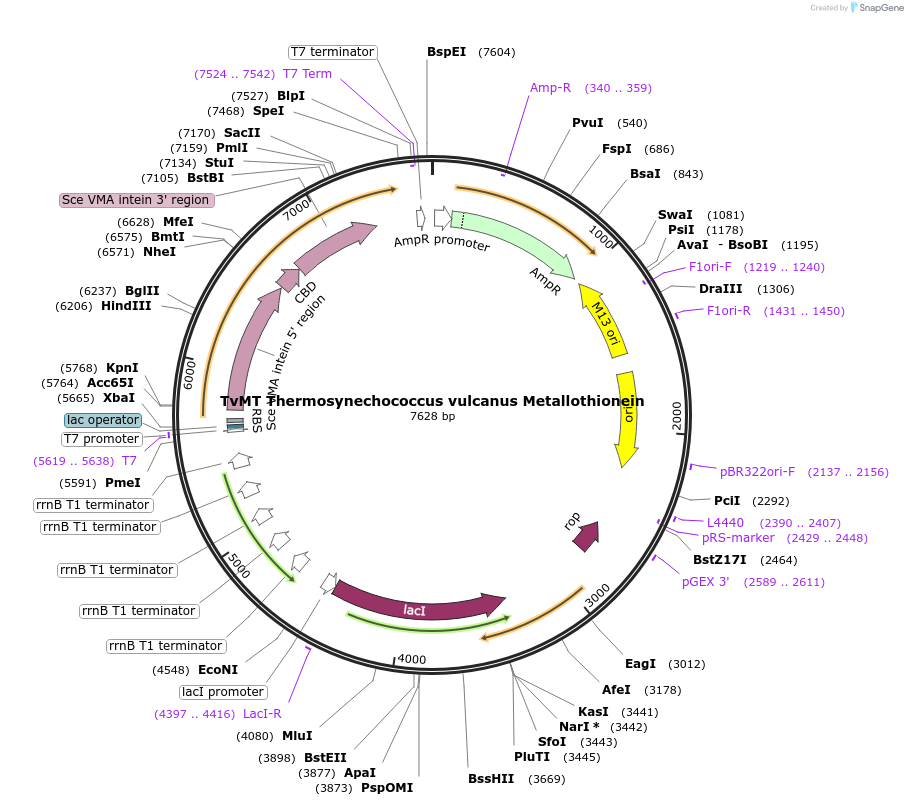 200299-plasmid-map-sequence-id-394924