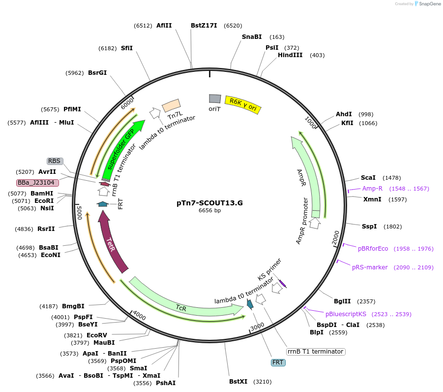 201001-plasmid-map-sequence-id-394926