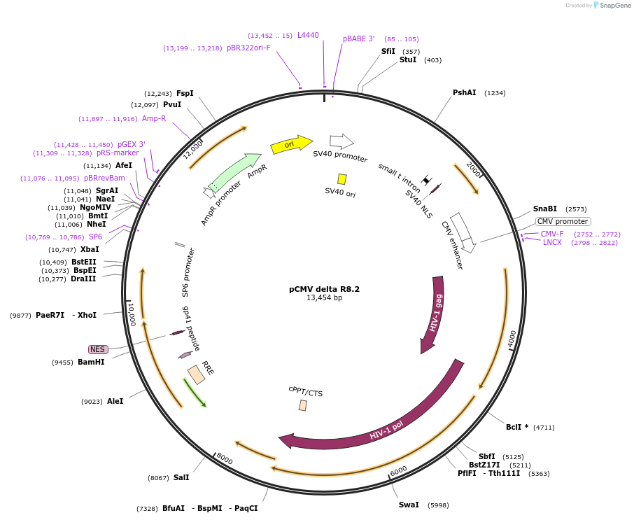 12263-plasmid-map-sequence-id-394974