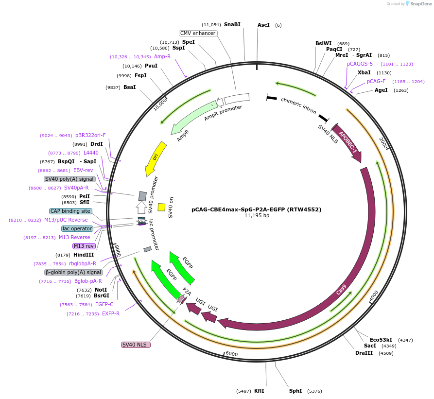 139998-plasmid-map-sequence-id-394975