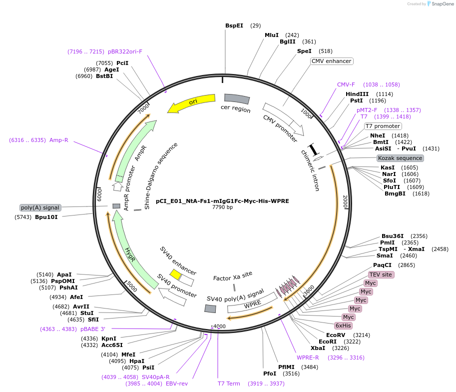 198134-plasmid-map-sequence-id-395024