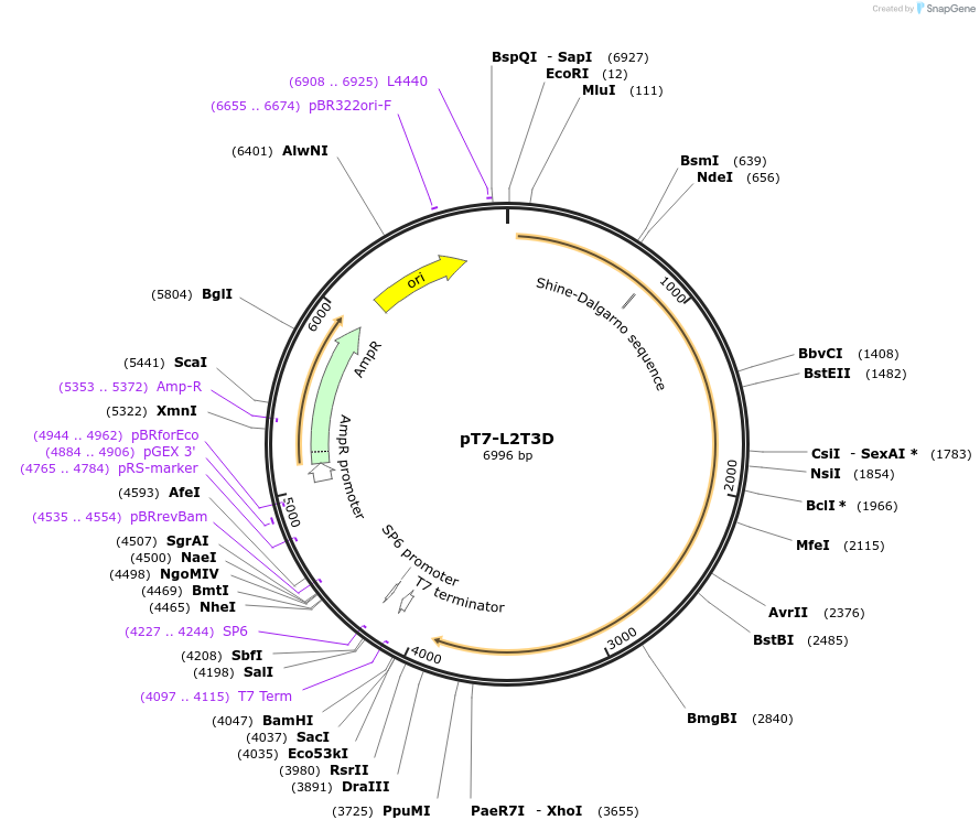 33277-plasmid-map-sequence-id-39504