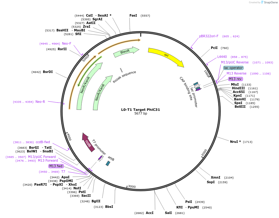 195890-plasmid-map-sequence-id-395042