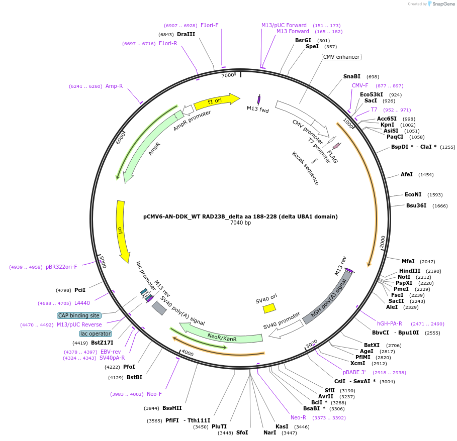 201546-plasmid-map-sequence-id-395053