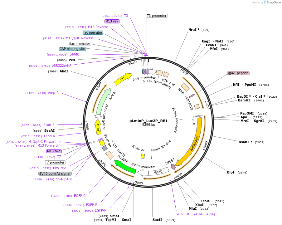 90335-plasmid-map-sequence-id-395059