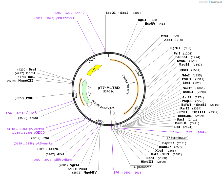 33279-plasmid-map-sequence-id-39507