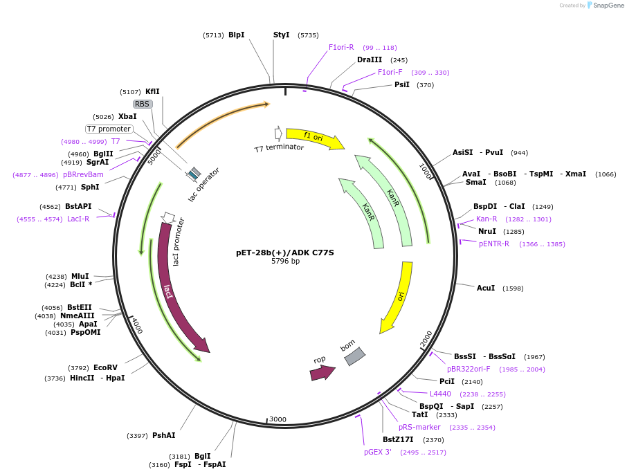 201409-plasmid-map-sequence-id-395126