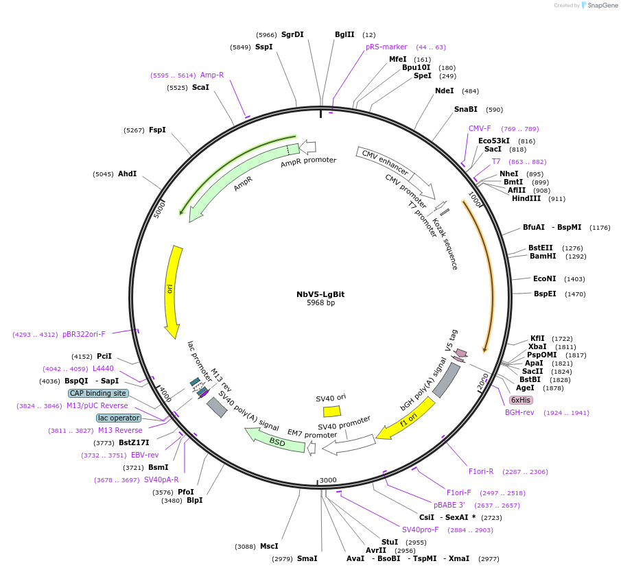 201475-plasmid-map-sequence-id-395156