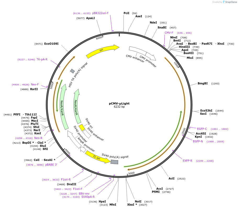 201225-plasmid-map-sequence-id-395157