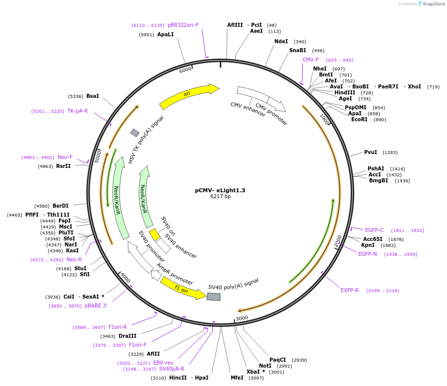 201223-plasmid-map-sequence-id-395158