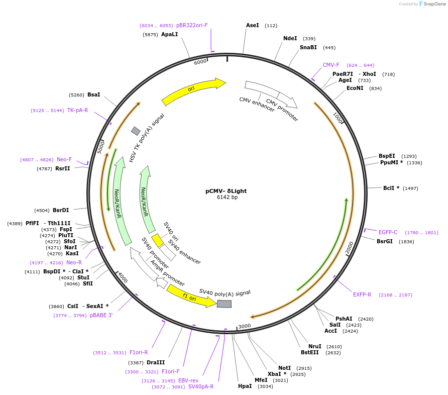 201224-plasmid-map-sequence-id-395159