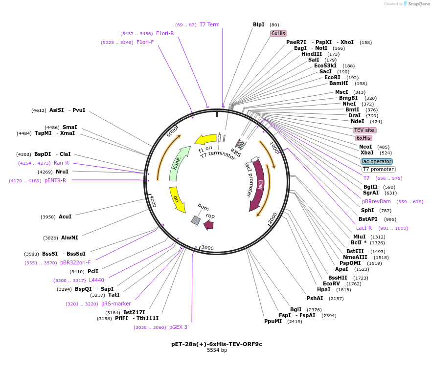 201023-plasmid-map-sequence-id-395160
