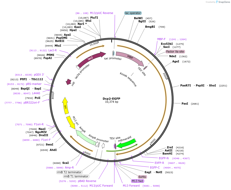 201417-plasmid-map-sequence-id-395173